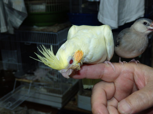 福岡県手乗りインコ小鳥販売ペットショップミッキンに手乗りオカメインコのヒナが仲間入りしました。