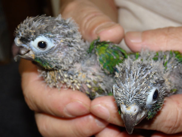 福岡県手乗りインコ小鳥販売ペットショップミッキンに手乗りウロコインコが仲間入りしました。