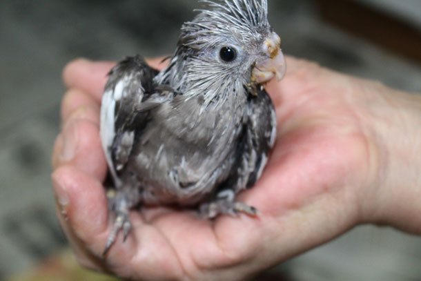 福岡県手乗りインコ小鳥販売店ペットショップミッキンに手乗りオカメインコのヒナが仲間入りしました。