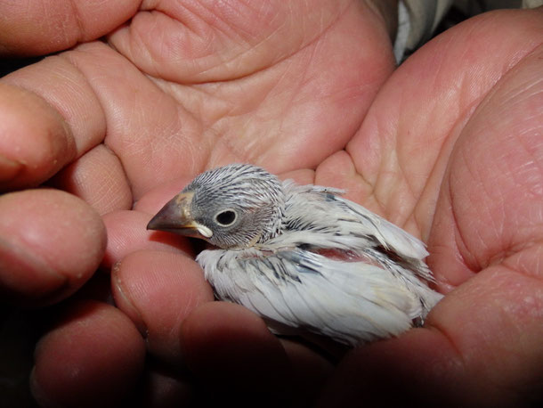 手乗り文鳥のヒナが仲間入りしました。