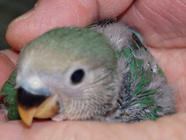 手乗りコザクラインコのヒナ