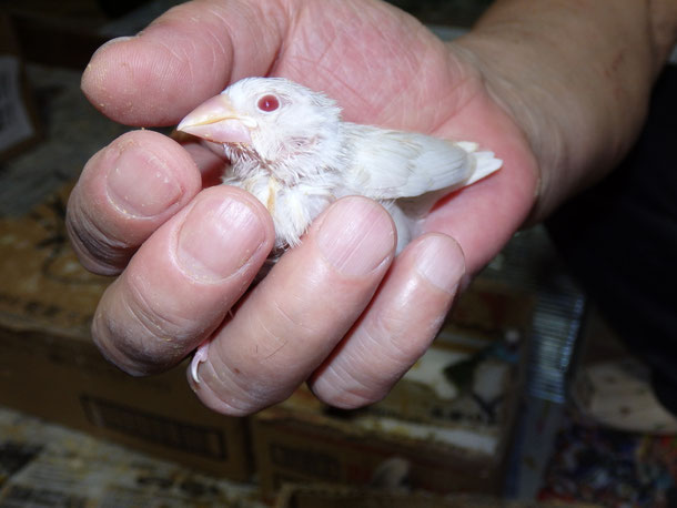 福岡県手乗りインコ小鳥販売店ペットショップミッキンに手乗り手乗り文鳥のヒナが仲間入りしました。