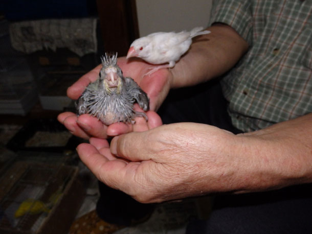 福岡県手乗りインコ小鳥販売ペットミッキンに手乗りオカメインコのヒナが仲間入りしました。
