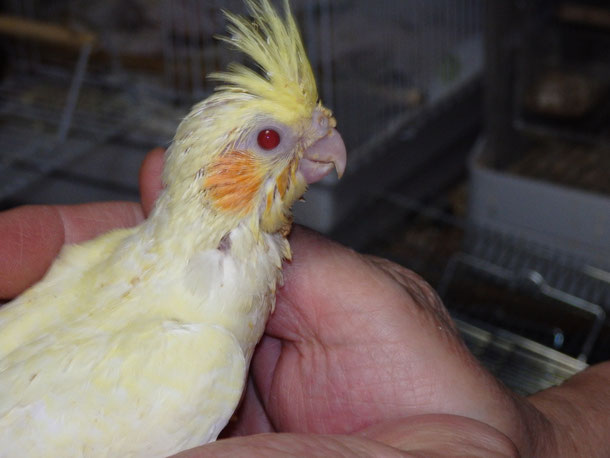 福岡県手乗りインコ小鳥販売ペットショップミッキンに手乗りオカメインコのヒナが仲間入りしました。