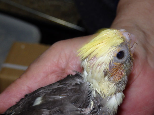 福岡県手乗りインコ小鳥販売ペットショップミッキンに手乗りオカメインコが仲間入りしました。