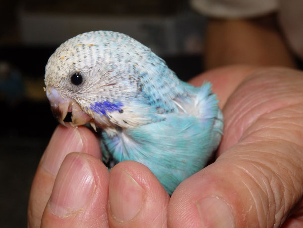 福岡県手乗りインコ小鳥販売店ペットショップミッキンに手乗りセキセイインコのヒナが仲間入りしました。