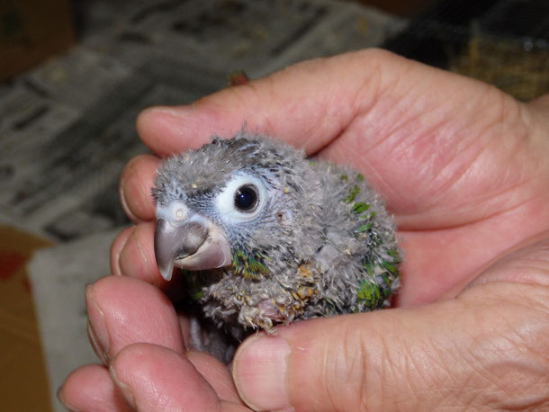 福岡県手乗りインコ小鳥販売ペットショップミッキンに手乗りウロコインコが仲間入りしました。