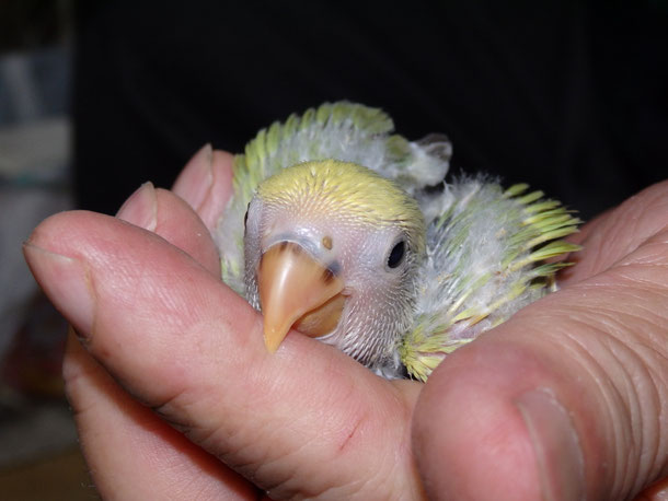 福岡県手乗りインコ小鳥販売ペットショップミッキン　手乗りセキセイインコのヒナ