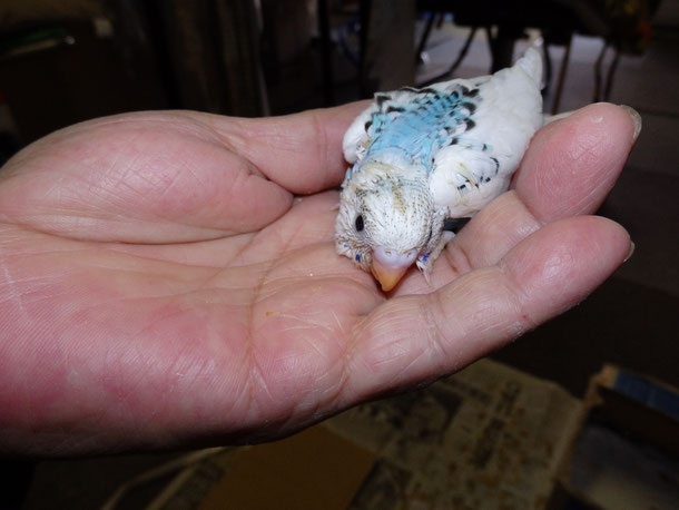 福岡県手乗りインコ小鳥販売店ペットショップミッキンに手乗りセキセイインコのハルクインのヒナが仲間入りしました。