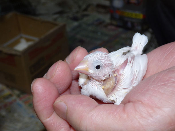 福岡県手乗りインコ小鳥販売ペットミッキンに手乗り文鳥のヒナが仲間入りしました。