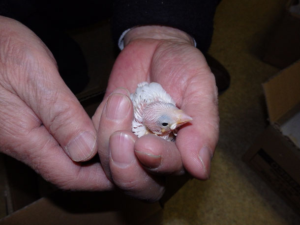 福岡県手乗りインコ小鳥販売店ペットショップミッキンに手乗り白文鳥ヒナが仲間入りしました。
