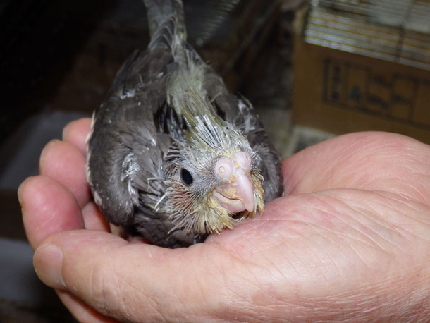 福岡県手乗りインコ小鳥販売店ペットショップミッキンに手乗りオカメインコが仲間入りしました。