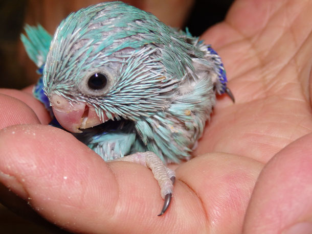 福岡県手乗りインコ小鳥販売店ペットショップミッキンに手乗りマメルリハインコヒナが仲間入りしました。