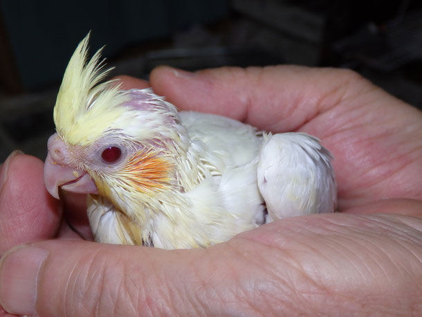 福岡県手乗りインコ小鳥販売ペットミッキン オカメインコのヒナ