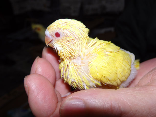 手乗り高級セキセイインコの手乗りヒナ