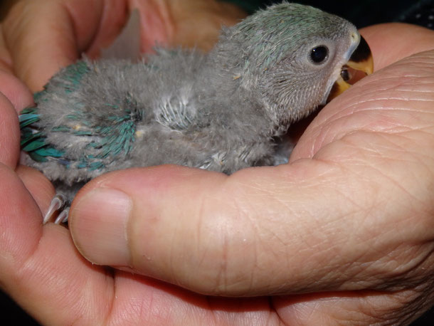 福岡県手乗りインコ小鳥販売ペットショップミッキン 手乗りコザクラインコのヒナ