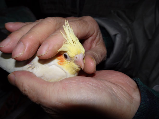 手乗りオカメインコのヒナが仲間入りしました。