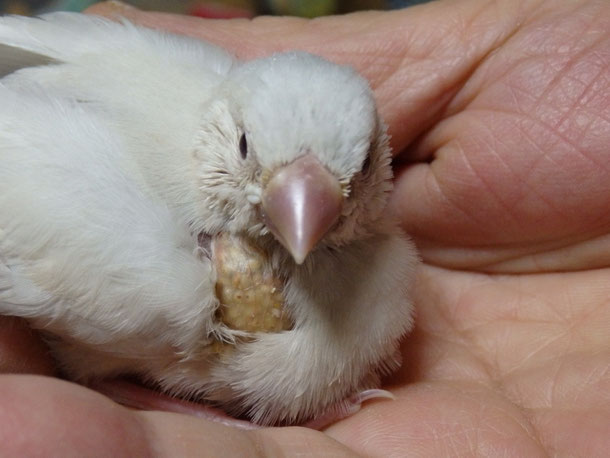 手乗り文鳥が仲間入りしました。