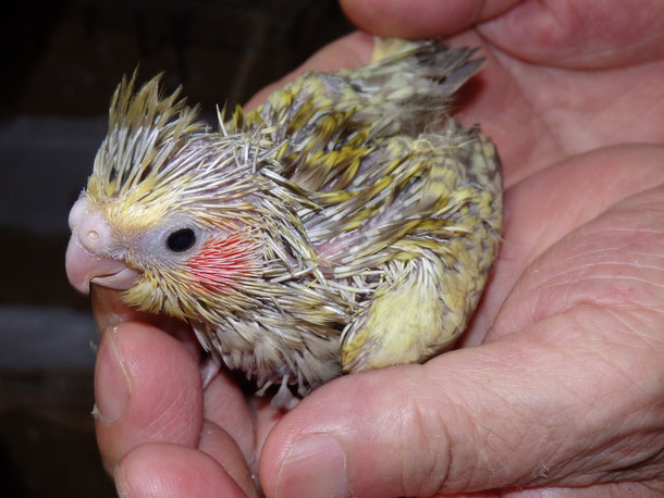 福岡県手乗りインコ小鳥販売店ペットショップミッキンに手乗りオカメインコのヒナが仲間入りしました。