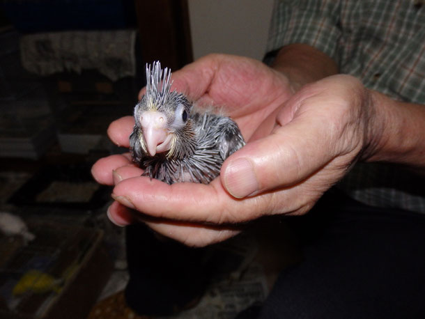 福岡県手乗りインコ小鳥販売ペットミッキンに手乗りオカメインコのヒナが仲間入りしました。