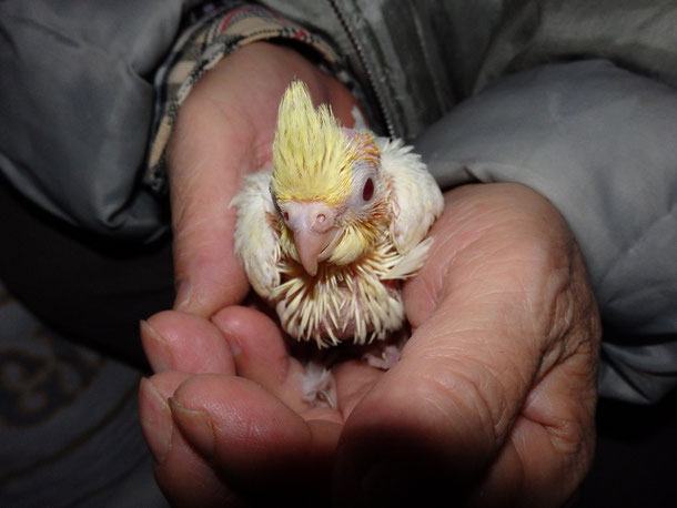 手乗り白オカメインコのヒナが仲間入りしました。