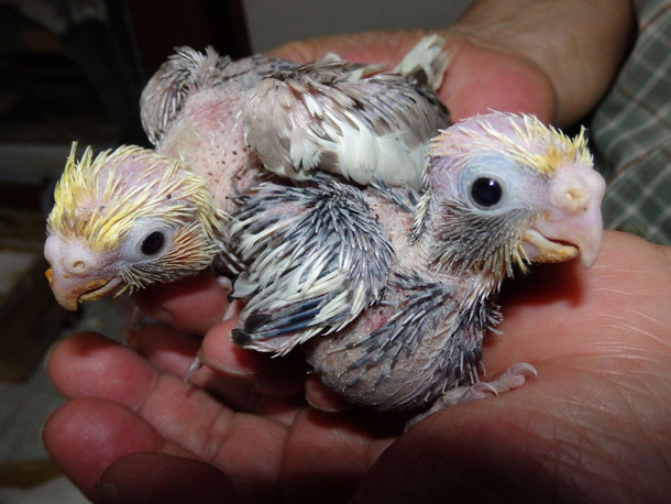 手乗りシナモンオカメインコのヒナとパイドのオカメインコのヒナが仲間入りしました。