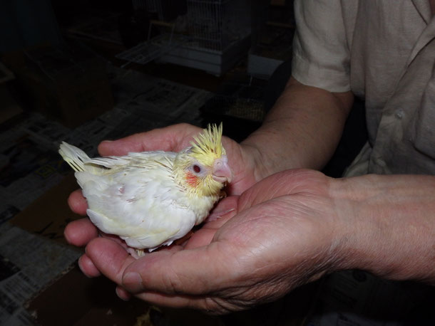 福岡県手乗りインコ小鳥販売ペットショップミッキンに手乗りオカメインコが仲間入りしました。