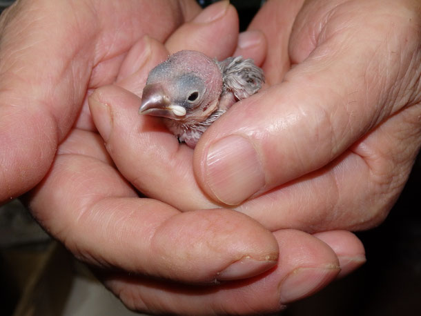 手乗りライトシルバー文鳥ヒナが仲間入りしました。