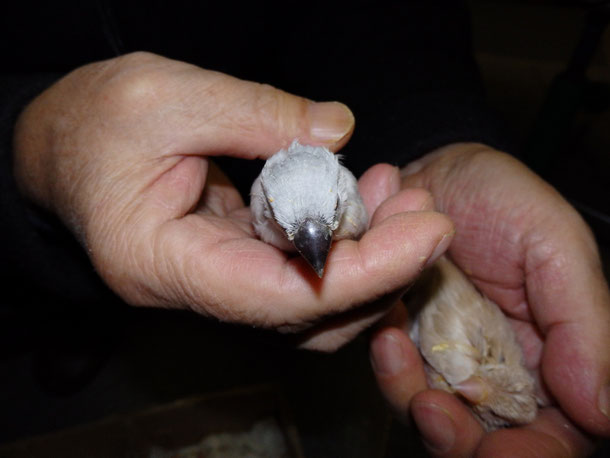 手乗りシルバー文鳥のヒナが仲間入りしました。