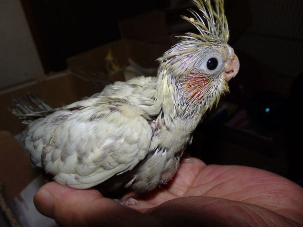 手乗りオカメインコエメラルドのヒナが仲間入りしました。