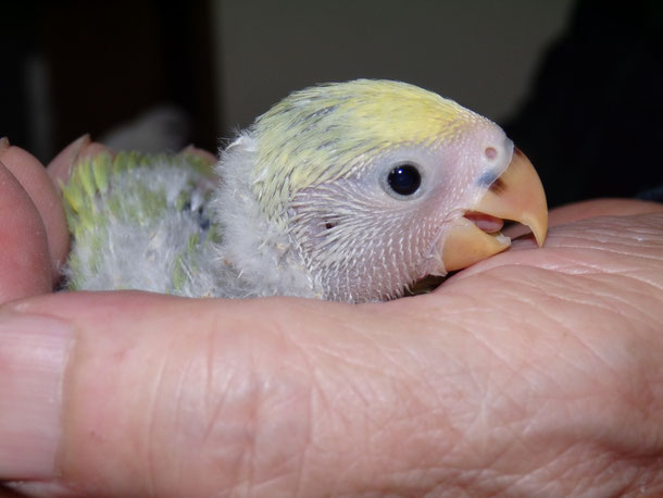福岡県手乗りインコ小鳥販売ペットショップミッキン 手乗りコザクラインコのヒナ