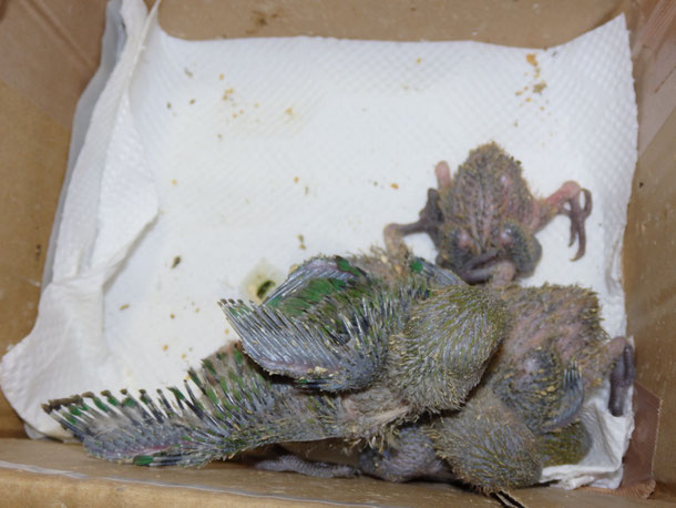 福岡県手乗りインコ小鳥販売店ペットショップミッキンに手乗りインコのヒナが続々仲間入り中です。