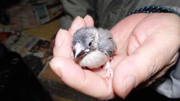 手乗り文鳥のヒナが仲間入りしました。