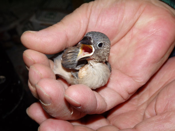 手乗り文鳥のヒナ