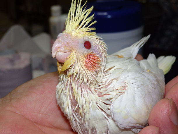 福岡県手乗りインコ小鳥販売店ペットショップミッキンに手乗りオカメインコのヒナが仲間入りしました。