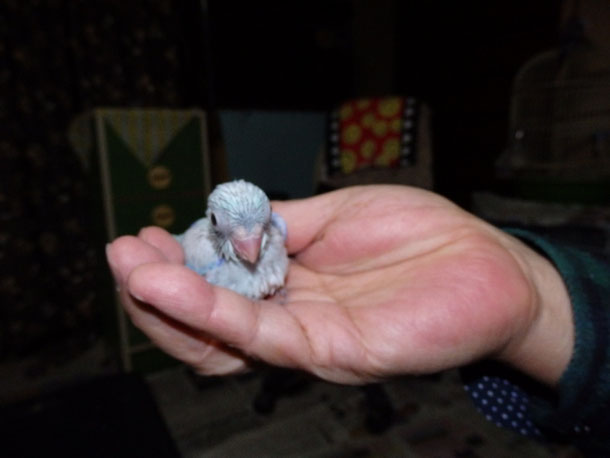 福岡ペットミッキン 手乗りマメルリハインコのヒナ