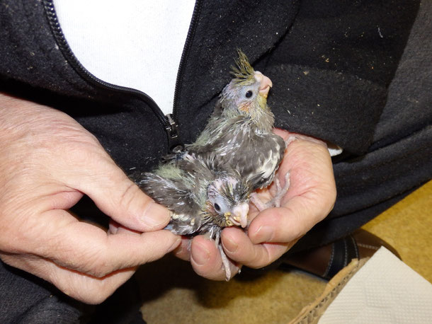 福岡県手乗りインコ小鳥販売店ペットショップミッキンに手乗りオカメインコのグレーのヒナが仲間入りしました。