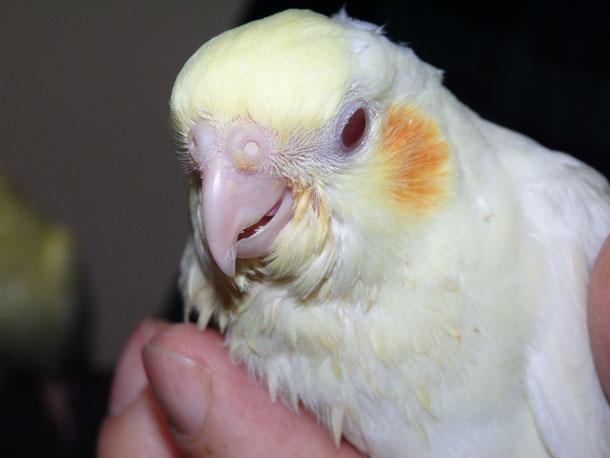 福岡県手乗りインコ小鳥販売ペットショップミッキン 手乗りオカメインコのヒナが仲間入りしました。