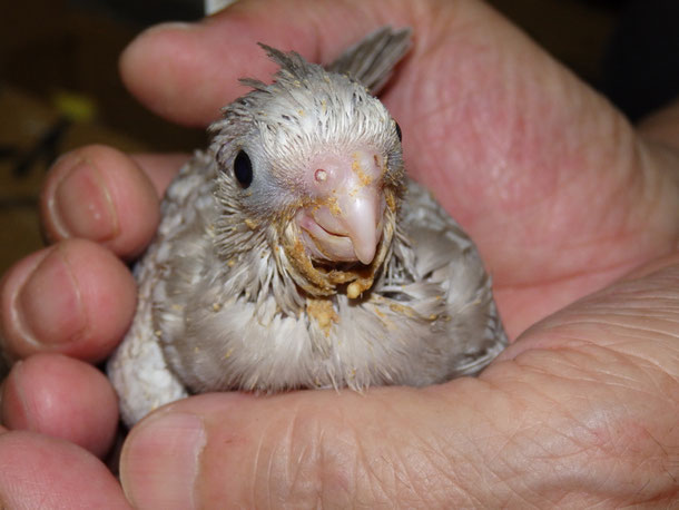 福岡県手乗りインコ小鳥販売ペットショップミッキンに手乗りオカメインコのヒナが仲間入りしました。