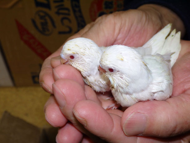 福岡県手乗りインコ小鳥販売店ペットショップミッキンにルチノー真っ白セキセイインコのヒナが仲間入りしました。
