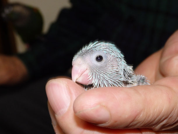 福岡県手乗りインコ小鳥販売ペットショップミッキン　手乗りマメルリハインコのヒナ