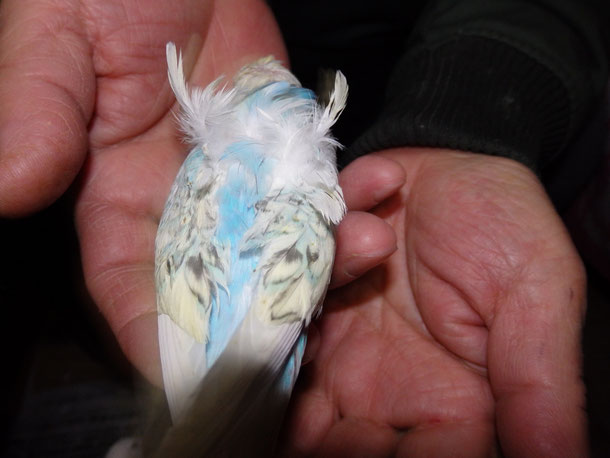 手乗り羽衣セキセイインコ梵天のヒナが仲間入りしました