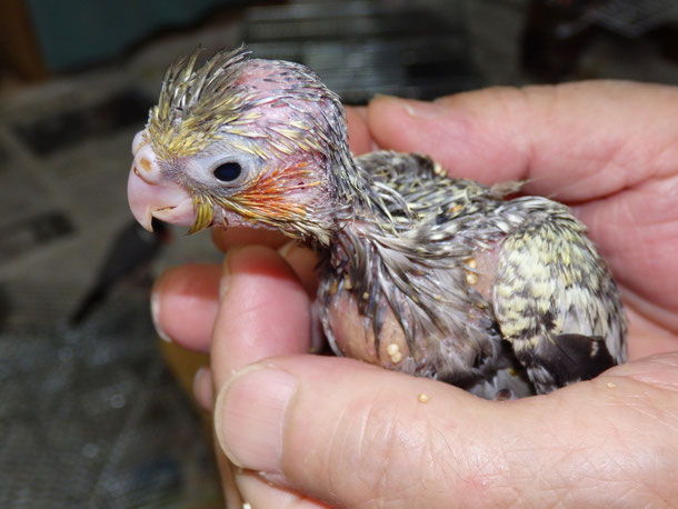 福岡県手乗りインコ小鳥販売ペットミッキンに手乗りオカメインコのヒナが仲間入りしました。
