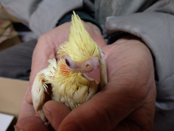 手乗りオカメインコのヒナが仲間入りしました。