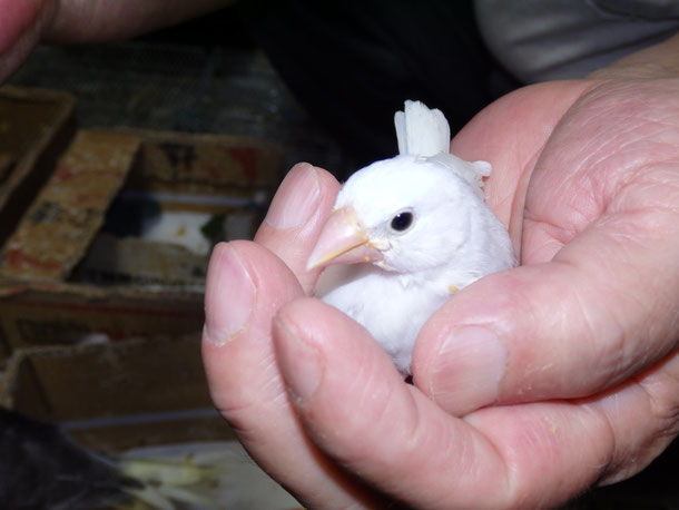 福岡県手乗りインコ小鳥販売店ペットショップミッキンに手乗り文鳥のヒナが仲間入りしました。