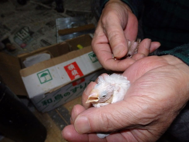 手乗り文鳥のヒナが仲間入りしました。