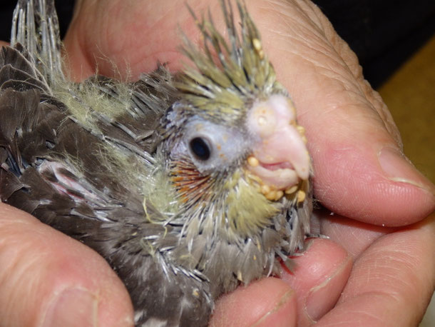 福岡県手乗りインコ小鳥販売店ペットショップミッキンの手乗りオカメインコグレーのヒナが仲間入りしました。