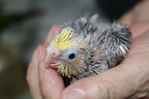 福岡県手乗りインコ小鳥販売店ペットショップミッキンに手乗りオカメインコのヒナが仲間入りしました。