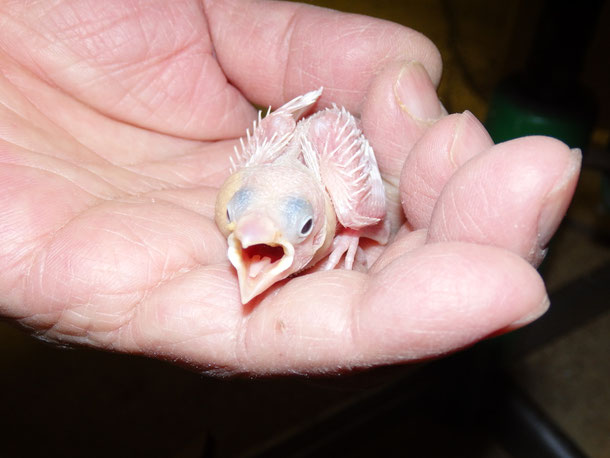 福岡県手乗りインコ小鳥販売店ペットショップミッキン 手乗り白文鳥のヒナが仲間入りしました。