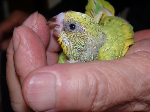 福岡県手乗りインコ小鳥販売ペットショップミッキン　手乗りセキセイインコのヒナ